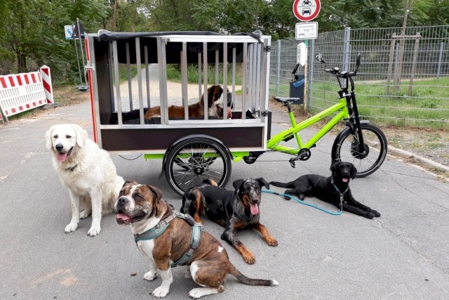 Gruppe von Hunden mit einem Radkutsche Musketier Lastenrad, speziell ausgestattet für sicheren Hundetransport.