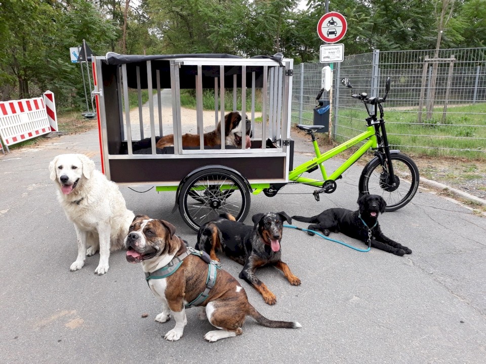 Group of dogs with a Musketier cargo bike from Radkutsche, specially equipped for safe dog transport.
